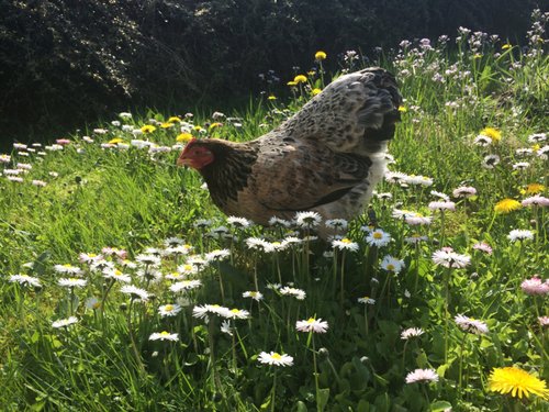 Erfahrungen mit Chicken Road 2: Das beliebte Casino-Spiel in Deutschland, chicken road 2 geld verdienen